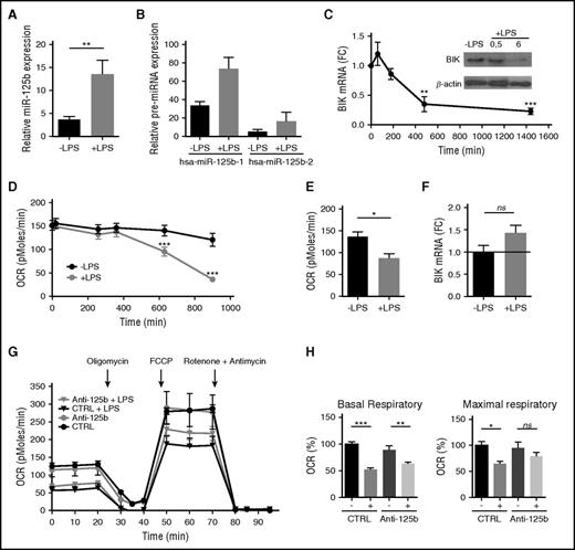 Figure 3. TLR4 engagement mimics BIK silencing. (A-B) Expression levels of mature miR-125b (A) or pre-miR125b-1 and pre-miR-125b-2 (B) in THP-1 monocytes without stimulation or after 4 hours of LPS stimulation (1 μg/mL). RNU6B and GAPDH expression was used as endogenous control for miRNA and pre-mRNA data normalization. Mean ± SD of 2 to 8 duplicates are shown. (C) Kinetics of BIK mRNA expression in THP-1 cells after LPS stimulation (1 μg/mL). RNA quantification presents fold change (FC) to time 0. Error bars represent the SD of 3 to 7 independent experiments. BIK protein levels were analyzed by immunoblot at the indicated time points. (D) Kinetics of the OCR measured in THP-1 after LPS stimulation (1 μg/mL). All data are mean ± SD (n = 6), representative of 3 independent experiments. (E) The OCR measurement on THP-1 after 12 hours of LPS stimulation. Error bars represent the mean ± SD of 2 to 3 replicates of 3 independent experiments. (F) BIK mRNA expression levels 48 hours after transfection with miR-125b antagomir and 4 hours of LPS stimulation (1 μg/mL). Data are presented as FC with THP-1 transfected with control pre-miRNA. Error bars represent the SD of 4 independent experiments. (G) The OCR measured on THP-1 after 48 hours of transfection with control miRNA (CTRL) or miR-125b antagomir (Anti-125b) (50 nM), including 12 hours of LPS treatment (1 μg/mL), normalized by number of cells. OCRs were measured in real time under basal conditions: oligomycin, ATP-synthetase-inhibited rate; FCCP, uncoupled rate; and rotenone + antimycin A, inhibited rate. Data are representative of 4 independent experiments. (H) Parameters of respiratory profiles are presented as mean ± SD for 4 independent experiments. *P < .05; **P < .01; ***P < .001. ns, Not significant.