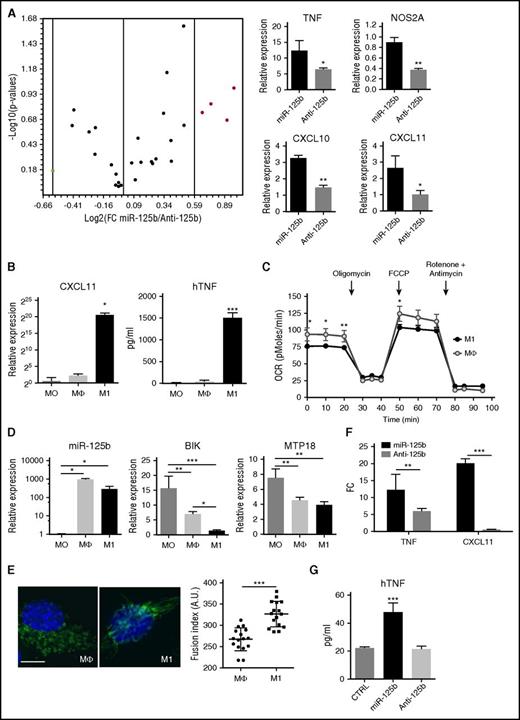 Figure 4. miR-125b promotes M1 macrophage polarization. (A) Total RNA was isolated from THP-1 transfected with control miRNA, miR-125b mimics (miR-125b), or miR-125b antagomir (Anti-125b). After reverse transcription, analysis of the expression level of 96 inflammatory genes was performed using a TaqMan-based Low Density Array Human Inflammation Panel. The volcano plot (top) displays statistical significance vs fold-change (FC) pre-miR-125b/antagomiR-125b on the y- and x-axes, respectively. Red dots represent M1 specific genes: TNF, NOS2A, CXCL10, and CXCL11. Graphs (bottom) represent RNA expression levels of these genes as mean ± SD of 3 technical experiments. (B) THP-1 monocytes (MO) were differentiated into macrophages (Mϕ) after 3 days of culture with PMA (0.1 μg/mL), and then polarized into M1 macrophages using IFN-γ and LPS stimulation for 24 hours. M1 polarization phenotype was monitored by quantification of CXCL11 mRNA expression using quantitative reverse transcription polymerase chain reaction (left), and of human TNF (hTNF) secretion using enzyme-linked immunosorbent assay (right). (C) Real-time analysis of the OCR for THP-1 monocytes differentiated into macrophages, polarized or not (open circles) toward M1 phenotype (filled circles). (D) Expression levels of miR-125b, BIK, and MTP18 mRNA in monocytes (MO), macrophages (Mϕ), or M1-polarized macrophages (M1) using real-time polymerase chain reaction. Error bars represent the mean ± SD of 3 independent experiments. (E) Unpolarized (Mϕ) or M1-polarized macrophages (M1) were fixed and stained with anti-TOM20 antibodies. Representative images (left; bar represents 10 μm) and quantification of captured images (right) are shown. (F-G) Expression levels of CXCL11 and TNF mRNAs (F) and human TNF secretion (G) in THP-1 cells transfected with control miRNA (CTRL), miR-125b mimics, or miR-125b antagomir. RNA quantification is presented as fold change to the controls, and error bars represent the SD of 4 independent experiments. *P < .05; **P < .01; ***P < .001. TFN, tumor necrosis factor.