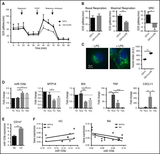 Figure 5. miR-125b and mitochondrial metabolism in human CD14+ monocytes under inflammatory conditions. CD14+ monocytes were negatively selected from peripheral blood mononuclear cells by magnetic separation isolated from either healthy donors (A-D) or patients with RA (E-G). (A) Kinetics of the OCR measured in CD14+ after LPS stimulation (0.1 μg/mL), in real time under basal conditions: oligomycin, ATP-synthetase-inhibited rate; FCCP, uncoupled rate; and rotenone + antimycin A, inhibited rate. Data are representative of 3 independent experiments. (B) Quantification of respiratory profile parameters presents 6 technical replicates. (C) Monitoring of mitochondrial fusion in CD14+ stained with anti-TOM20 antibodies (n = 3). Representative images of mitochondria stained with TOM20 (left; bar represents 5 μm) and quantification of fluorescence using Cellomics ArrayScan VTi platform (right; n = 20 per experimental replicate) are shown. (D) Kinetics of expression levels of miR-125b, MTP18, BIK, TNF, and CXCL11 mRNA in CD14+ monocytes after LPS stimulation using real-time polymerase chain reaction. RNA quantification presents fold change to time 0 (T0), and error bars represent the SD of 3 independent experiments. (E) miR-125b expression was quantified in CD14+ peripheral blood monocytes isolated from healthy controls (HC; n = 5) or patients with RA (n = 8). (F) Correlation study of miR-125b and BIK or MTP18 expression levels in CD14+ monocytes from healthy controls (n = 5) or patients with RA (n = 8) was performed using a Spearman correlation analysis. All results are expressed as mean ± SD. *P < .05; **P < .01; ***P < .001. SRC, spare respiratory capacity.