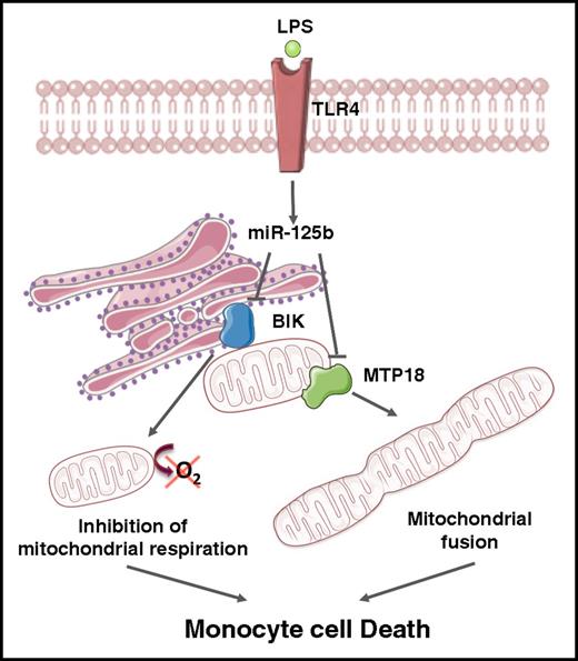 Figure 6. The miR-125b/BIK/MTP18 axis controls monocyte mitochondrial metabolism. The ER BH3-only protein BIK and the mitochondrial fission process 1 protein (ie, MTP18) are 2 novel cellular targets of miR-125b. An increase of miR-125b expression through TLR4 engagement affects mitochondrial respiration and dynamics through BIK and MTP18 silencing, respectively. Mitochondrial fusion induction and decrease of mitochondrial respiration promote apoptosis of monocytes. The figure was produced using Servier Medical Art.