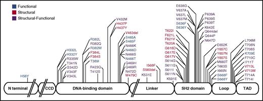 Figure 1. Schematic model of STAT3 delineating the domain location and category assignment for each AD-HIES single-amino-acid missense mutation or in-frame deletion. Functional mutations are shown in blue; structural mutations are shown in red; structural-functional mutations are shown in purple.