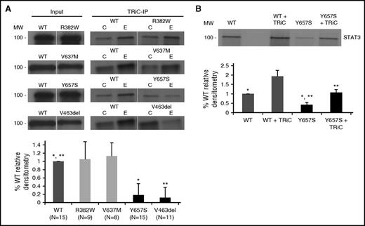 Figure 3. STAT3 proteins containing S mutations have decreased interaction with TRiC. In vitro transcription/translation reactions were performed in RLL containing 35S-methionine and equivalent amounts of cDNA constructs encoding WT or mutant STAT3 without or with exogenous bovine TRiC (120 nM; TRiC) as indicated. In the top half of panels A and B, an equivalent fraction of each reaction was separated by sodium dodecyl sulfate polyacrylamide gel electrophoresis, in the case of panel A either before (Input) or after immunoprecipitation with anti-TRiC (TRiC-IP; column E) or control antibody (column C). Gels were dried and autoradiographed. In the bottom half of panels A and B, bands from multiple experiments (N as indicated or ≥3 where noted) were quantitated by densitometry and the mean ± SD plotted for each STAT3 cDNA construct. Differences in means of mutant constructs from WT are indicated by asterisks (*,** P < .001, Student t test).
