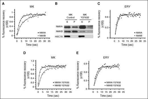 Figure 1. Differential activity of NMII isoforms. (A) Representative fluorescence recovery kinetics of NMIIA and NMIIB in CD41a+CD42+ megakaryocytes (MK) on day 7 of in vitro culture. (B) Western blot analysis of the expression of NMIIA and NMIIB in Triton X-100 fractionation-based supernatant (S) and pellet (P) fractions of in vitro cultured day 7 control megakaryocytes and megakaryocytes treated with Y27632 for 24 hours. Densitometric analysis is provided in supplemental Figure 2. (C) Representative fluorescence recovery kinetics of NMIIA-GFP and NMIIB-GFP in erythroblasts (ERY) on day 8 of culture. (D) Fluorescence recovery kinetics of NMIIA and NMIIB in CD41a+CD42+ megakaryocytes on day 7 of culture pretreated with Y27632 (ROCK inhibitor) for 24 hours. (E) Fluorescence recovery kinetics of NMIIA-GFP and NMIIB-GFP in erythroblasts on day 9 of culture after incubation in the presence of 10 μM Y27632 for 24 hours.