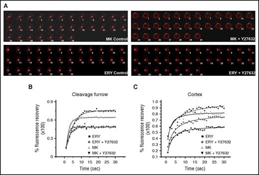Figure 3. RhoA-dependent actin turnover in megakaryocytes and erythroblasts. MKs and ERYs were transduced with lentiviral vector encoding mCherry-tagged LifeAct on days 3 and 4 of in vitro culture, respectively. MKs were sorted on day 5 on the expression of CD41a CD42 and mCherry. ERYs were sorted on mCherry expression on day 7 of culture. (A) MKs and ERYs either control or pretreated for 24 hours with Y27632 were assessed by FRAP. MKs were analyzed on day 6 of culture and ERYs on day 8 of culture under a confocal microscope for the fluorescence recovery of mCherry at the cleavage furrow/midzone. Representative montage images of fluorescence recovery are shown. A white box marks the bleached area. (B) At least 2 FRAP curves were obtained from each cell analyzed. At least 5 individual cells were analyzed and the resulting FRAP curves were fitted. An example of the FRAP recovery curve is presented. (C) Fluorescence recovery kinetics of mCherry-tagged LifeAct in control and Y27632-treated MKs and ERYs at the cell cortex. A representative FRAP recovery kinetics is shown here.