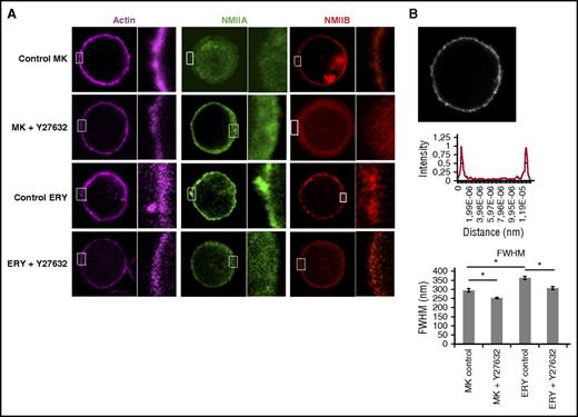 Figure 4. RhoA-dependent cortical actin and NMII isoform localization. (A) Representative confocal microscopy images of in vitro cultured control MKs and ERYs and those treated with Y27632. Cells were stained for actin (phalloidin), NMIIA, or NMIIB and their cortical localization was observed. Enlarged views of the areas within the white boxes in each panel are also shown (insets). In 3 independent samples, Y27632 decreased the localization of NMIIB at the cortex in erythroblasts. At least 4 measurements were taken in each cell and at least 17 cells per sample were assessed. (B) A representative image of cortical actin cytoskeleton (phalloidin-stained) in MKs and the fluorescence intensity across the cell obtained by a line scan. The cortical actin intensity is further analyzed to obtain the FWHM, which is indicated by a black line on the fluorescence intensity plot. The corresponding histogram plot represents the FWHM of cortical actin in control and Y27632-treated megakaryocytes and erythroblasts. The data represent the mean ± standard error of the mean of each condition (P < .01). At least 4 measurements were taken in each cell and at least 17 cells per sample per slide were assessed.