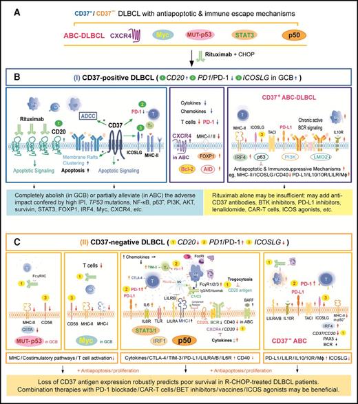 Figure 7. A hypothetic model illustrating the pivotal role of CD37 status for R-CHOP outcome in DLBCL and the important molecular mechanisms for R-CHOP resistance in CD37− DLBCL and CD37+ ABC-DLBCL. (A) Antiapoptotic and immune escape mechanisms existed in both CD37+ and CD37− DLBCL before R-CHOP treatment. Comparably, CD37+ DLBCL had higher frequencies of ABC cell of origin and CXCR4 overexpression, whereas CD37− DLBCL had higher frequencies of TP53 mutations and nuclear p50, STAT3, and Myc (only in GCB-DLBCL) overexpression. (B) CD37 positivity independently predicted favorable outcome, likely because CD37+ DLBCL is sensitive to R-CHOP owing to the increased CD20 and ICOSLG whereas decreased PD-1 expression (depicted by green 1, 3, and 2, respectively), as well as CD20-independent CD37 function in enhancing antibody-dependent cellular cytotoxicity (ADCC) and apoptosis upon CD20-rituximab ligation (*). This favorable impact can be hindered by ICOSLG and MHC-II downregulation, upregulation of PD-L1, AICDA, LILRA/B, IL10/IL10RA, and antiapoptotic pathways downstream of the chronic active BCR signaling in ABC-DLBCL. (C) CD37 loss robustly predicted poor survival. Rituximab efficacy is limited due to decreased CD20 levels (depicted by yellow 1, with postulated reasons of attenuated BCR, cytokine, and trogocytosis) and loss of CD37-rituximab signaling. The significantly worse prognosis is also contributed by 1 increased PD-1 (highlighted by yellow 2), ICOSLG downregulation (highlighted by yellow 3), and frequent TP53 mutations, Myc, STAT3, or p50 overexpression in CD37− DLBCL (which were probably oncogenic drivers acquired during lymphomagenesis and further escaped from immune surveillance by various mechanisms as depicted). Illustrated immune escape mechanisms include upregulation of PD-L1/L2, LILRB/A, TIM3, CTLA4, and the IL6/IL10 pathway, and downregulation of MHC-I/II, CIITA, and costimulatory molecules CD58 and CD40. The model is based on our biomarker correlation, GEP, and survival analysis, except the speculated CD37 functions during R-CHOP treatment as denoted by an asterisk (*).