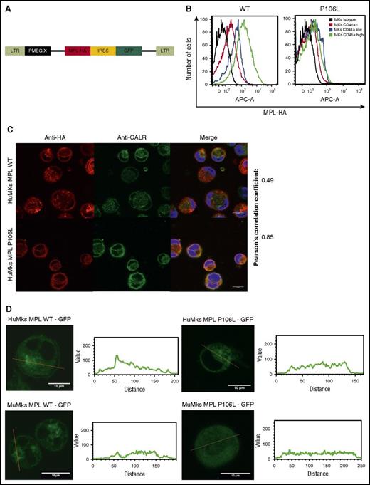 Figure 2. MPL P106L cellular localization in transduced human MKs. (A) Retroviral construction. Cells were transduced with the retroviral vector pMEGIX-IRES-GFP containing either the human MPL WT or the mutated P106L tagged with HA. (B) Receptor expression on transduced human MKs: human MKs cultured 4 days with THPO were labeled with anti-HA and anti-CD41a antibodies and analyzed by flow cytometry 96 hours after transduction. MPL P106L is less expressed at the cell-surface membrane than the WT receptor, especially in mature MKs. A range from 3 × 103 to 4 × 104 cells were analyzed. (C) Human MPL localization: human CD34+ cells were transduced with the human MPL WT or P106L on the fourth day of culture with THPO and SCF. Four days later, cells were stained with either an anti-HA antibody to analyze MPL or an anti-CALR antibody to analyze the ER compartment. (D) Murine MPL-GFP localization: human CD34+ or murine lin− cells were transduced with the pREX-IRES-CD4-muMPL-HA fused to GFP and analyzed by confocal microscopy at days 8 and 5, respectively.