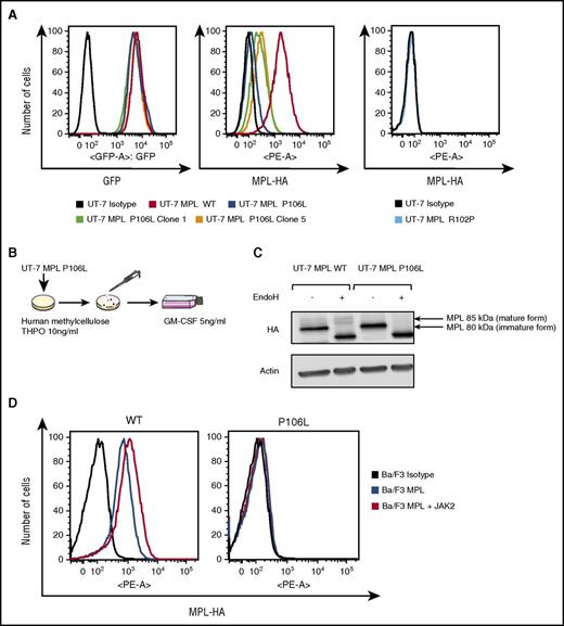 Figure 3. Retrovirally transduced MPL P106L is localized at the cell-surface membrane, but at much lower levels than MPL WT. (A) Receptor expression in transfected UT-7 cell lines: cells cultured with GM-CSF were incubated with an anti-HA antibody coupled with phycoerythrin (PE) and analyzed by flow cytometry. For similar GFP expression, MPL P106L is minimally expressed at the cell-surface membrane, unlike the clones, which present more surface receptors, although considerably less than the cell line expressing MPL WT. As already known, MPL R102P is not detectable at the cell-surface membrane. (B) Clones selection: UT-7 MPL P106L cells were grown under THPO 10 ng/mL in methylcellulose assay. Colonies responding to THPO were selected and plated in supplemented minimum essential medium alpha supplemented with GM-CSF. (C) Analysis of the mature and immature forms of MPL: UT-7 cells cultured with GM-CSF were incubated with endoglycosidase H before western blot with an anti-HA antibody. The mature form of MPL (85 kDa), which is resistant to endoglycosidase H digestion and capable of reaching the plasma membrane, is not present in UT-7 cells transduced with MPL P106L. (D) Receptor expression on Ba/F3 cells cotransfected with JAK2: Ba/F3 cells cultured with supernatant from WEHI-3B cells were cotransduced with MPL and JAK2 and analyzed by flow cytometry after anti-HA labeling. There was no increase in MPL P106L cell-surface expression, in contrast to MPL WT. At least 3 × 104 cells were analyzed in all flow cytograms.