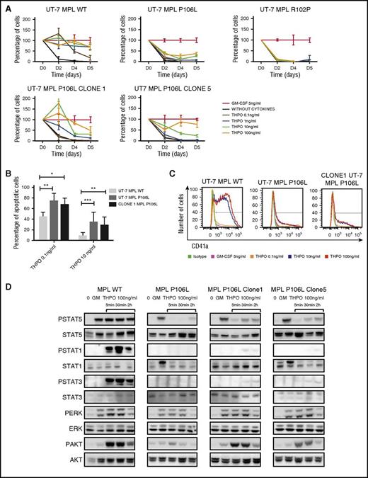 Figure 5. MPL P106L exhibits lower activity than MPL WT. (A) UT-7 cells proliferation in response to THPO: UT-7 MPL WT, UT-7 MPL P106L, UT-7 MPL P106L clone 1 and 5, and UT-7 MPL R102P cells were seeded at the same concentration (1 × 105/mL) after cytokine deprivation and stimulated with various concentrations of THPO compared with the control (GM-CSF). Cell proliferation is expressed in relative percentage compared with the control representing 100%. Viable cells were counted at different time points using KOVA slide. (B) UT-7 cell apoptosis in culture with THPO: cells were cultured for 3 days with various concentrations of THPO, and the percentage of apoptotic cells (Annexin V–positive) was analyzed by flow cytometry using Annexin V assay (105 cells analyzed per condition). (C) UT-7 cells phenotype in response to THPO: cells were cultured with various concentrations of THPO, and CD41a expression was analyzed by flow cytometry after 3 days. At least 3 × 104 cells were analyzed. (D) UT-7 cells signaling in response to THPO: cells were deprived for 5 hours and then stimulated with various concentrations of THPO compared with GM-CSF and analyzed by western blotting at different time points. STAT1, STAT3, STAT5, AKT, and ERK1/2 phosphorylation was examined. Cell-surface MPL expression for UT-7 MPL WT, MPL P106L, MPL P106L clone 1 and 5 correspond to Figure 3A. Intracellular MPL expression corresponds to Figure 3C. *P < .05; **P < .01; ***P < .001.