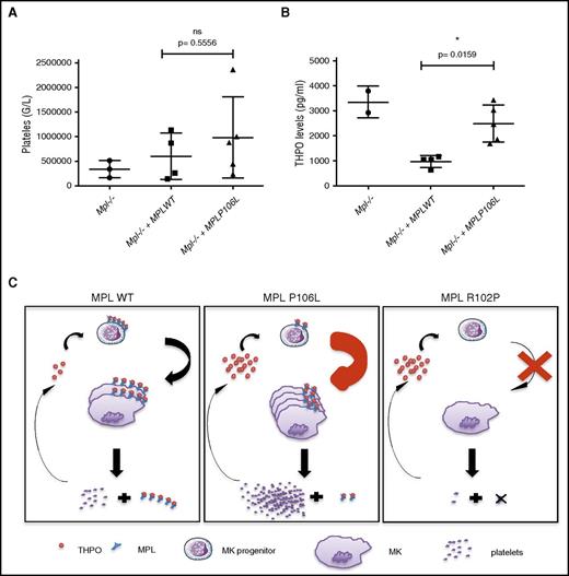 Figure 7. Murine model partially reproduces the human pathology. Mpl knockout lin− cells were transduced with MPL WT or MPL P106L and then injected into lethally irradiated Mpl−/− mice. (A) Platelets and (B) THPO levels, respectively, were analyzed 1 month after transduction using impedance measure and enzyme-linked immunosorbent assay. At least 2 mice were used to constitute each group, apart from the control group, in 2 different experiments. (C) Schematic model of the mechanism induced by MPL P106L. *P < .05. Filled circles, filled boxes, and filled triangles defined the level for each mouse. ns, nonsignificant.