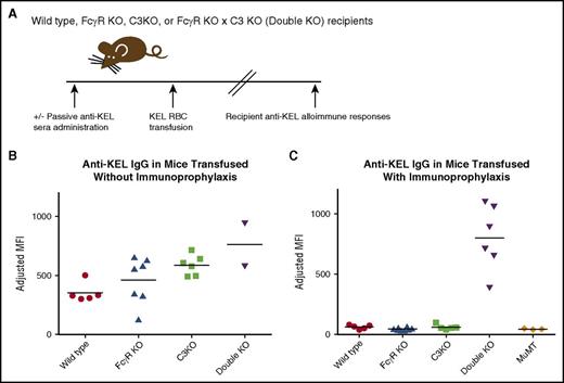 Figure 1. Immunoprophylaxis with anti-KEL sera prevents alloimmunization in wild-type, FcγR KO, and C3 KO mice, but not in FcγR KO × C3 KO (double-KO) mice. (A) General experimental design. Recipients were passively immunized with anti-KEL sera in some experiments, followed by transfusion of murine RBCs expressing the human KEL glycoprotein. Alloimmune responses were measured in serum after transfusion. (B) Total anti-KEL IgG measured in the serum of recipients on day 28 posttransfusion. (C) Total anti-KEL IgG measured in the serum of recipients treated with anti-KEL immunoprophylaxis prior to RBC exposure; P < .05 by 1-way ANOVA between double-KO and all other recipients. These data are a compilation of 2 independent experiments with 2 or 3 mice per group per experiment.