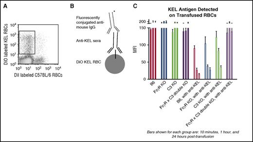 Figure 4. Modulation of the KEL antigen on transfused RBCs in the presence of immunoprophylaxis requires FcγRs or C3. KEL RBCs labeled with the lipophilic dye DiO were recovered from recipients transfused in the absence or presence of anti-KEL immunoprophylaxis 10 minutes, 1 hour, and 24 hours after transfusion (A) and incubated with anti-KEL sera followed by fluorescently conjugated anti–mouse IgG (schematic shown in B). (C) Detection of the KEL antigen on recovered lipophilically labeled KEL RBCs in wild-type, FcγR KO, C3R KO, and FcγR × C3 KO (double-KO) recipients, transfused in the presence or absence of anti-KEL immunoprophylaxis (P < .05 at 1 hour and 24 hours after transfusion by 2-way ANOVA between double-KO and other recipients treated with immunoprophylaxis). These data are representative of 2 or 3 independent experiments with 3 mice per group per experiment; error bars indicate SD between mice.