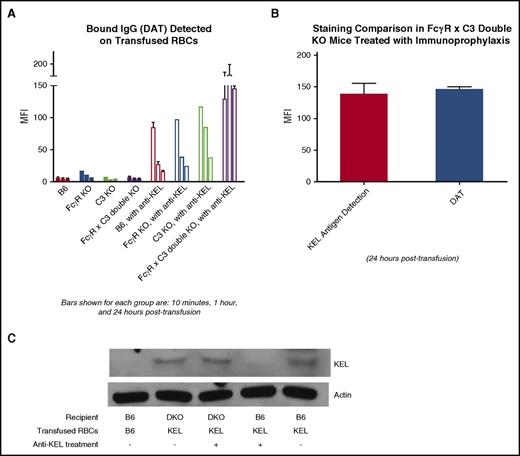 Figure 5. Near-complete removal of the KEL glycoprotein antigen on RBCs occurs in wild-type, but not FcγR KO × C3 KO (double-KO), recipients treated with anti-KEL immunoprophylaxis. (A) KEL RBCs labeled with the lipophilic dye DiO were recovered from recipients transfused in the absence or presence of anti-KEL immunoprophylaxis 10 minutes, 1 hour, and 24 hours after transfusion and incubated directly with fluorescently conjugated anti–mouse IgG (P < .05 at 1 hour and 24 hours after transfusion by 2-way ANOVA between double-KO and other recipients treated with immunoprophylaxis). (B) Side-by-side comparison of the KEL antigen detection signal versus the signal of RBCs incubated directly with fluorescently conjugated antibody 24 hours after transfusion, in FcγR × C3 (double-KO) recipients treated with anti-KEL immunoprophylaxis. (C) Western blot data of membrane preps from RBCs recovered from wild-type (B6) or FcγR × C3 (double-KO) mice 24 hours after transfusion, in the absence or presence of treatment with anti-KEL immunoprophylaxis. The data in A and B are representative of 2 to 3 independent experiments with 3 mice per group per experiment; error bars indicate SD. The data in C are representative of 2 independent experiments with 2 mice per group per experiment.