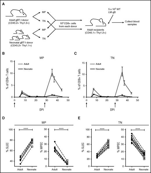 Figure 3. Both TN and MP CD8+ T cells from neonatal gBT-I mice preferentially become short-lived effectors after infection. (A) Schematic of experimental design: TN and MP cells were sorted from congenically marked gBT-I adult (CD45.2, Thy1.2) and neonatal (CD45.2, Thy1.1) mice and adoptively cotransferred (1:1 ratio) into adult recipient mice (CD45.1, Thy1.2). These recipients were infected with 5 × 103 colony-forming unit (CFU) LM-gB and serially bled to examine primary CD8+ T-cell responses. Recipients were also challenged at 28 dpi with 5 × 104 WT LM-gB to assess the memory recall response. Arrows indicate days of infections. Relative numbers and ratios of TN (B) and MP (C) donor cells from different aged mice at various times after infection. Percentages of MP (D) and TN (E) donor cells from different aged mice that display a short-lived effector cell (SLEC) or memory precursor effector cell (MPEC) phenotype at the peak of the primary response (7 dpi). Data are representative of 2 experiments (n = 9-12 mice/group). Significance was assessed by Student t test (****P < .0001). DPI, days postinfection.