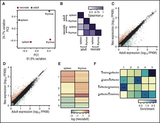 Figure 4. Neonatal single-positive CD8+ T cells from the thymus express different genes and proliferate faster than adults. (A-F) RNAseq was performed on neonate and adult gBT-I CD8+ thymocytes and splenocytes. (A) Principal component analysis. Mean FPKM values from well-expressed genes were used from adult and neonatal naïve splenic and thymic CD8+ T cells. The naïve splenic adult sample consists of 3 pooled biological replicates; the remaining samples consist of 2 pooled biological replicates. The percentage of the overall variation accounted for by principal components 1 (x-axis) and 2 (y-axis) is indicated for each axis. Gene loadings are shown for principal components 1 and 2 in supplemental Figure 4. (B) Color-coded pairwise Spearman rank correlation coefficients comparing FPKM values for genes that are significantly differentially expressed between adults and neonates in at least one sample; P < 1015 for all comparisons. (C) Gene expression values for adults and neonates in splenic cells. Gray indicates lowly expressed genes, black indicates nondifferentially expressed genes, orange indicates the 118 genes upregulated in neonatal cells, and blue indicates the 153 genes upregulated in adult cells. (D) Gene expression values for adults and neonates in thymic cells, where 264 genes are upregulated in neonatal cells and 199 genes are upregulated in adult cells. Clustering of genes in naïve splenic and thymic CD8+ T-cell transcriptomes. Fold-change differences for significantly differentially expressed genes were calculated between adults and neonates. (E) Clustering was performed to identify genes with similar differences in expression in each sample; fold-change for each gene is plotted in each sample, and genes are shown in their clusters. (F) Genes in each cluster were compared with genes that define naïve, effector, or memory cells. Enrichment was calculated as number of genes in each cluster compared with the number expected. See supplemental Table 1 for gene expression values and clustering.