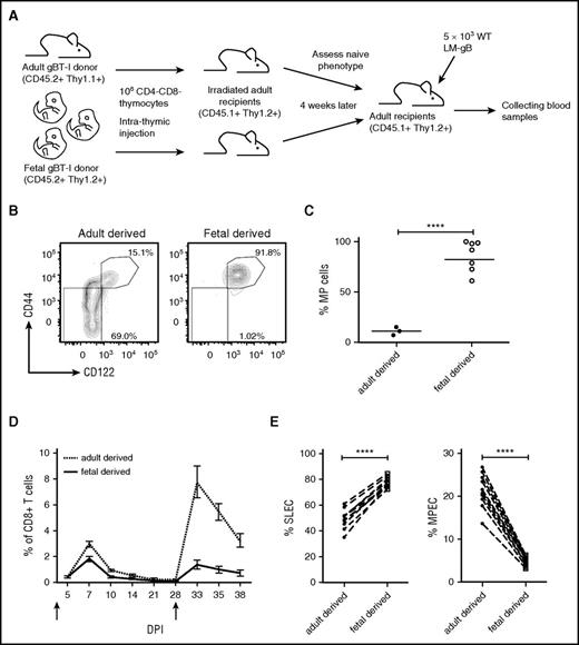 Figure 5. Fetal progenitors give rise to mature CD8+ T cells that adopt different fates after infection. (A) Schematic of experimental design: CD8–CD4– progenitors from congenically marked gBT-I adult (CD45.2, Thy1.1) and neonatal (CD45.2, Thy1.2) mice were transferred by intrathymic injection into sublethally irradiated congenic recipient mice (CD45.1, Thy1.2) separately. Four weeks later, progenitor-derived splenic CD8+ T cells were sorted and adoptively co-transferred (1:1 ratio) into new congenic recipient mice (CD45.1, Thy1.2). These recipients were infected with 5 × 103 LM-gB and serially bled to examine CD8+ T-cell responses. (B-C) Naïve phenotypes of progenitor-derived CD8+ T cells before adoptive cotransfer. (B) Representative plots displaying CD44 and CD122 expression by gBT-I progenitor-derived CD8+ T cells 4 weeks post–intrathymic transfer in blood. (C) Statistical analysis of the percentages of MP cells from gBT-I adult and fetal progenitor-derived cells. (D) Relative numbers of gBT-I adult (dashed) and fetal (solid) progenitor-derived donor CD8+ T cells postinfection and re-challenge (5 × 104 WT LM-gB); arrows indicate days of infections. (E) Percentages of gBT-I adult and fetal progenitor-derived donor CD8+ T cells that are SLECs and MPECs. Data are representative of 2 experiments (n = 4-11 mice/group) (****P < .0001).