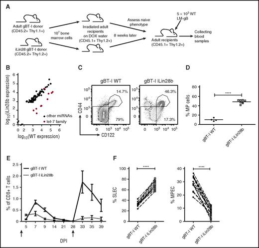 Figure 6. Lin28b reprograms adult CD8+ T cells to behave more like neonatal cells. (A) Schematic of experimental design: congenic gBT-I adult (Thy1.1) and iLin28b gBT-I adult (Thy1.2) BM cells were transferred into lethally irradiated congenic WT recipient mice (CD45.1) separately. Lin28b expression was induced by DOX in drinking water. Eight weeks later, splenic donor CD8+ T cells were sorted and adoptively cotransferred into congenic WT recipient mice (CD45.1). These recipients were infected with 5 × 103 WT LM-gB and serially bled to examine CD8+ T-cell responses. (B-D) Naïve phenotypes of gBT-I WT or gBT-I iLin28b CD8+ T cells before adoptive cotransfer. (B) Expression of miRNAs in adult WT gBT-I and adult iLin28b splenic donor CD8+ T cells at 8 weeks after reconstitution. (C) Representative plots showing CD44 and CD122 expression by gBT-I BM-derived splenic CD8+ T cells 8 weeks after reconstitution. (D) Statistical analysis of the percentages of MP cells from WT gBT-I adult and iLin28b adult CD8+ T cells. (E) Relative numbers of iLin28b gBT-I adult (dashed) and WT gBT-I adult (solid) BM-derived donor CD8+ T cells postinfection and re-challenge (5 × 104 WT LM-gB); arrows indicate days of infections. (F) Percentages of gBT-I adult and fetal progenitor-derived donor CD8+ T cells that are SLECs and MPECs. Data are representative of 2 experiments (****P < .0001).