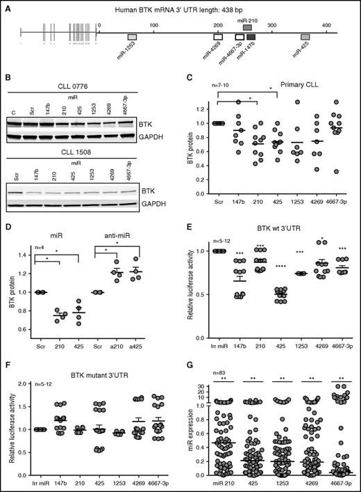 Figure 1. An miR signature targets BTK in CLL. (A) Putative binding sites of 6 miRs in the 3′UTR of BTK. (B) Primary CLL cells were transiently transfected with scrambled (Scr) oligonucleotides or miR-147b, miR-210, miR-425, miR-1253, miR-4269, or miR-4667-3p for 48 hours and immunoblotted for BTK and GAPDH. The figure is representative of 7 to 10 independent CLL samples which are quantitated in (C) (P < .05 for miR-210 and miR-425, Wilcoxon signed rank test). (D) Mec2 cells transfected with mimics or inhibitors of miR-210 and miR-425 and analyzed for the levels of BTK and GAPDH (P < .05, one-sample Student t test; two-tailed P). (E-F) Reporter gene analyses using BTK 3′UTR constructs. Mec1 cells were transfected with luciferase reporter constructs expressing wt BTK or BTK with the binding sites for miR-147, miR-210, miR-425, miR-1253, miR-4269, and miR-4667-3p mutated. Cells were then transfected with an irrelevant miR (miR-181) or miR-147b, miR-210, miR-425, miR-1253, miR-4269, or miR-4667-3p, and the luciferase counts were quantitated. Data represent mean ± standard error of the mean (SEM) of 12 independent transfections (P < .05 for miR-4269 and P < .001 for miR-147b, miR-210, miR-425, miR-1253, and miR-4667-3p; paired Student t test). (G) Expression analysis of miR-210, miR-425, miR-1253, miR-4269, and miR-4667-3p in 83 CLL samples expressed as a fraction of the levels for these miRs from CD19+CD5+ B cells from healthy donors (set at 1) (P < .01 average reduction across all miRs, mixed effects model). *P ≤ .05; **P ≤ .01; ***P ≤ .001; **** P ≤ .0001.