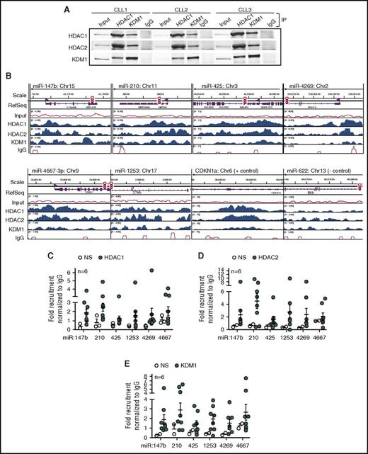 Figure 2. Recruitment of HDAC1, HDAC2, and KDM1 to the promoters of BTK-targeting miRs in CLL. (A) Co-immunoprecipitation (IP) of HDAC1, HDAC2, and KDM1 from the nuclei of 3 CLL samples in comparison with IgG. Figure is representative of 3 experiments. (B) Relative recruitment of HDAC1, HDAC2, and KDM1 in comparison with IgG at the miR-147b, miR-210, miR-425, miR-1253, miR-4269, miR-4667-3p, CDKN1a (gene regulated by HDACs used as a positive control), and miR-622 (gene predicted to target BTK but not regulated by HDACs used as negative control) promoters in CLL samples with adverse cytogenetics. Data representative of 3 individual CLL samples analyzed by ChIP-Seq. (C-E) Recruitment of HDAC1, HDAC2, and KDM1 at miR-147b, miR-210, miR-425, miR-1253, miR-4269, miR-4667-3p using primers specific or nonspecific (NS) to the promoters for these miRs. Data represent mean ± SEM of 6 CLL samples.