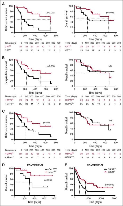 Figure 5. Prognostic value of CRT, HSP70, and HP90 exposure in patients with AML. (A-C) RFS and OS among 50 patients with AML stratified in 2 groups based on median percentage of circulating ecto-CRT+ (A), ecto-HSP70+ (B), or ecto-HSP90+ (C) blasts measured prior to induction chemotherapy. Patients at risk are reported. The Wilcoxon test was employed to assess statistical significance. (D-E) Overall survival of 30 patients with AML from our cohort (D) and 173 patients with AML from the TCGA public database (E) stratified in 2 groups based on median CALR mRNA levels. Patients at risk are reported.