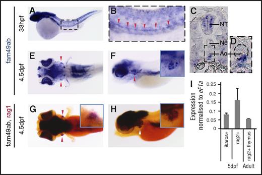 Figure 2. fam49ab is expressed in hematopoietic organs in zebrafish. fam49ab expression in the aorta can be seen in (A-B) whole-mount embryo and (C-D) transverse section at 33 hpf (red arrowheads). (D) A magnification of the area is indicated, with a dotted rectangle in (C). Ao, aorta; NC, notochord; NT, neural tube. (E) Dorsal and (F) lateral views showing fam49ab expression at 4.5 dpf, and (G) dorsal and (H) lateral views showing fam49ab expression in the thymus (black staining) overlapping with rag1 expression (red staining, red and white arrowheads). (I) qRT-PCR showing fam49ab expression in ikaros+ or rag2+ thymocytes FACS sorted from 5 dpf embryos, and rag2+ cells sorted from dissected adult thymi. Graph shows 3 independent experiments combined.