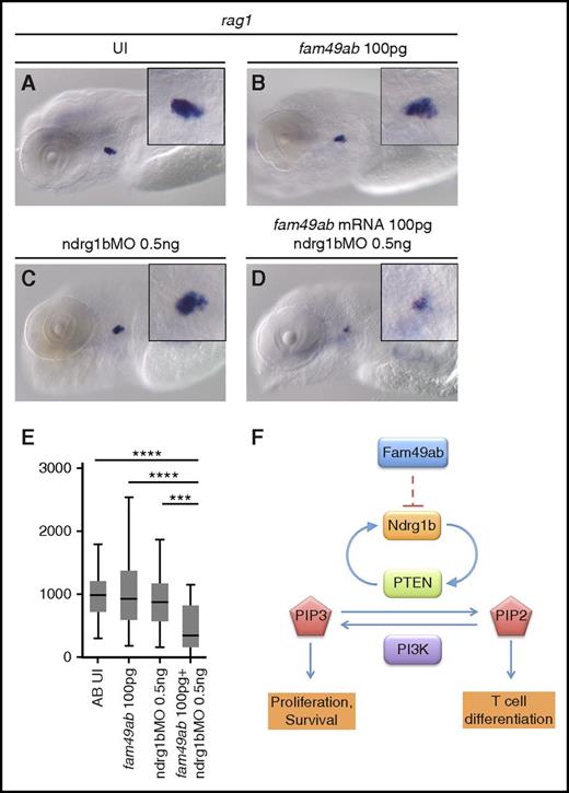 Figure 6. fam49ab mRNA and ndrg1b-MO display a synergistic effect on rag1 expression. (A-D) rag1 expression in 4.5-dpf embryos injected with low doses of fam49ab mRNA or ndrg1b-MO, or both of the above. (E) Plotted thymus area measurements from 3 independent experiments combined. n = 33 to 49 embryos per condition. ***P < .001; ****P < .0001, 1-way ANOVA. (F) Proposed mechanism of Fam49ab signaling: Fam49ab inhibits Ndrg1b, interrupting the positive regulation of PTEN, thereby inhibiting T-cell differentiation.