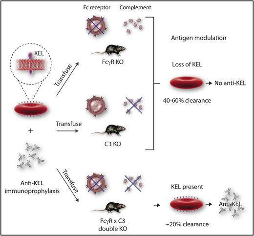 Efforts to decipher the immune mechanism underlying antibody-mediated suppression of the immune response to human KEL protein in a mouse model. IgG-mediated suppression of the immune response (AMIS) to human KEL protein occurs in the absence of FcγR or C3, but not when both FcγR and C3 are absent. Antigen modulation or clearance is associated with suppression. Professional illustration by Somersault 18:24.