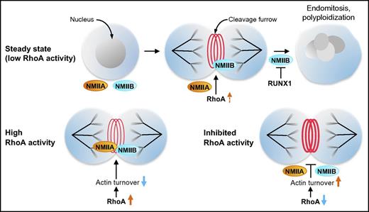 Megakaryocytes express 2 NMII isoforms, NMIIA and NMIIB. At steady state, low RhoA/ROCK activity results in the localization of NMIIB, but not NMIIA, at the megakaryocyte cleavage furrow, a step required for the initiation of endomitosis. Subsequent downregulation of NMIIB expression by RUNX1 facilitates progression of endomitosis and polyploidization. Increasing RhoA activity and, subsequently, decreasing actin turnover in megakaryocytes results in the localization of both NMIIB and NMIIA at the cleavage furrow. Conversely, further inhibition of basal low RhoA activity increases actin turnover and leads to the loss of NMIIB from the cleavage furrow.