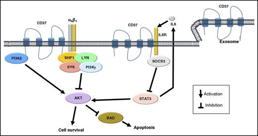 Schematic representation of the biologic role of CD37 in B cells. CD37 has both prosurvival and proapoptotic capacities. It can mediate the clustering of α4β1 integrins, which is followed by activation of PI3K/AKT signaling and cell survival. However, CD37 can also create a complex with SHP1, LYN, SYK, and PI3Kγ, leading to AKT inactivation, and recruit SOCS3, limiting the IL6/STAT3 loop.