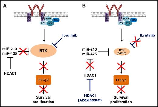 Pharmacological inhibition of HDAC relieves epigenetic suppression of BTK-targeting microRNA. (A) HDAC repressor complex inhibits the function of miR-210 and miR-425, causing an upregulation of BTK. BCR ligation induces activation of BTK, promoting CLL cell survival and proliferation. Ibrutinib covalently binds C481 on BTK to inhibit BTK activity and hence inhibit survival and proliferation of CLL cells. (B) Mutation of BTK C481S prevents covalent binding of ibrutinib to BTK and inhibits ibrutinib activity. The HDACi abexinostat releases HDAC1-mediated suppression of miR-210 and miR-425, leading to a decrease in BTK protein expression and suppression of downstream signaling, even in the presence of C481S mutation. Drugs are highlighted in blue and red crosses indicate the pathway is inhibited. BLNK, B-cell linker; LYN, tyrosine-protein kinase Lyn; SYK, spleen tyrosine kinase.