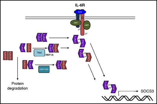 WT and mutant STAT3 are able to form homodimers and heterodimers. WT homodimers are phosphorylated downstream of cytokine receptor complexes and translocate to the nucleus where they act as transcription factors. In HIES, some mutant copes of STAT3 result in misfolded protein that are cleared together with any associated WT STAT3. HSPs are able to reverse this, restoring STAT3 function. mSTAT 3, mutant STAT3; pY, phosphorylated on tyrosine; SOCS3, suppressor of cytokine signaling 3; TRiC, tailless-complex polypeptide-1 ring complex.