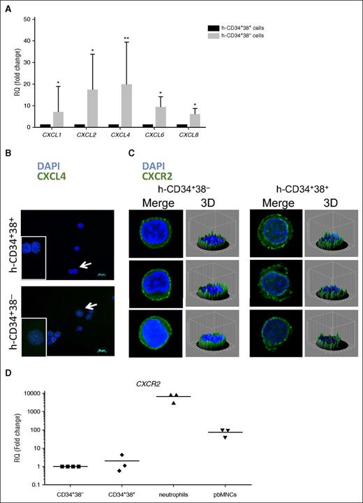 Figure 2. CXCL4 and CXCR2 are expressed on CD34+38− and CD34+38+ cells. (A) RT-PCR in human CD34+38− and CD34+38+ cells shows gene expression differences for the chemokine ligands CXCL1, CXCL2, CXCL4, CXCL6, and CXCL8. Fold change was calculated relative to the reference gene (GAPDH) according to the ΔΔCT method. n = 5. *P < .05; **P < .01. All error bars indicate standard error of the mean (SEM). (B) Human CD34+38− (top) and CD34+38+ (bottom) cells show expression for CXCL4 (white arrows indicate cells in enlarged picture), and (C) CXCR2. Nuclei were stained using DAPI and images were acquired using a Zeiss microscope; 3-D figures generated with ImageJ software are shown for CXCR2 staining (n = 3). (D) Real-time quantitative PCR in human CD34+38−, CD34+38+, neutrophils, and PB mononuclear cells shows the gene expression profile for CXCR2 (n = 3). The fold change was calculated relative to the reference gene (GAPDH) according to the ΔΔCT method. 3-D, 3-dimensional; GAPDH, glyceraldehyde-3-phosphate dehydrogenase; h, human; RQ, relative quantitation.