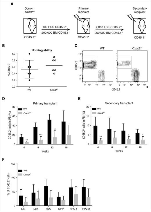 Figure 5. Cxcr2−/− HSCs show a reduction in engraftment in primary and secondary BM transplantation assays. (A) Experimental layout for CD45.2+ HSCs from WT or Cxcr2−/− mice (n = 3 per strain) transplanted into irradiated CD45.1+ recipients (n = 6). (B) Graph showing engraftment ability of CD45.2+ WT or Cxcr2−/− HSC after 24 hours from transplant in CD45.1+ recipients. (C) Graph showing chimerism between CD45.2+ and CD45.1+ cells. (D) Engraftment was analyzed in the blood every 4 weeks posttransplant up to 16 weeks. Data are presented as the mean percentage of CD45.2+ cells within the PB. (E) After the primary recipients were sacrificed, CD45.2+ LSK cells were transplanted into irradiated recipients. Engraftment was analyzed in the blood every 4 weeks posttransplant up to 16 weeks. (F) Percentage of CD45.2+ cells was analyzed in different BM populations after 16 weeks from primary transplant, and compared between WT and Cxcr2−/− mice. Statistical analysis was performed using an unpaired two-tailed Student t test. All error bars indicate SEM of the mean (*P < .05; **P < .01; ***P < .001) (n = 6).