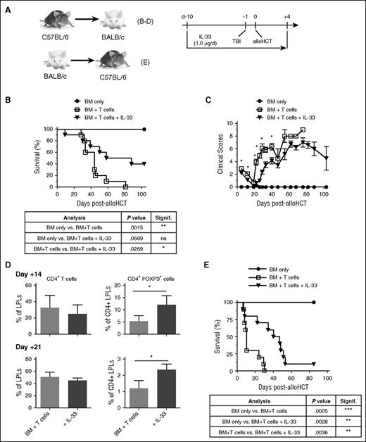 Figure 1. IL-33 conditioning peri-alloHCT protects against acute GVHD. (A) Indicated combinations of WT mice were administered IL-33 (1.0 μg per mouse per day) starting on day −10 prior to alloHCT. On day −1, recipient mice received lethal TBI (B-D, 700 cGy to BALB/c recipients; E, 1100 cGy to B6 recipients) followed by 1 × 107 WT allogeneic TCD-BM (B-D, B6; E, BALB/c) alone or with 2 × 106 allogeneic pan T cells (B-D, B6; E, BALB/c) on day 0. IL-33 was continued through day +4 posttransplant. PBS vehicle-treated mice were used as BM + T only controls. (B,E) Survival curves with statistical significances calculated by log-rank (Mantel-Cox) test (*P < .05, **P < .01). For panels B-C, n = 4 (BM only), 10 (BM + T cells), and 10 (BM + T cells + IL-33) and the depicted experiment is representative of 2 independent experiments completed. For panel E, n = 5 (BM only), 10 (BM + T cells), and (10 BM + T cells + IL-33). (C) Group means with SEM are depicted for clinical GVHD scores. Significant differences for each point with ≥3 mice per group were calculated between BM + T cells vs BM + T cells + IL-33 using an unpaired Student t test (*P < .05). (D) Average frequency and standard deviation (SD) of indicated colon LPL population. Three to 4 mice per group with statistical significance calculated between groups using an unpaired Student t test (*P < .05). d, day; ns, not significant.