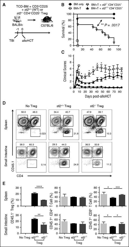 Figure 7. The IL-33–ST2 axis supports adoptively transferred Tregs and promotes their GVHD-protective capacity. (A) On day −1, WT B6 mice received lethal TBI (1100 cGy) followed by 1 × 107 WT BALB/c TCD-BM alone (n = 9) or with 4 × 106 BALB/c T cells (CD25-depleted) alone (BM+T; n = 13) or with 2 × 106 CD4+CD25+ Tregs from WT (st2+/+; n = 8) or st2−/− (n = 12) BALB/c mice on day 0. Effective Treg-to-T-effector ratio was 1:2. (B) Survival is depicted with significant differences calculated using the log-rank (Mantel-Cox) test. (C) Clinical scores were also monitored and statistical differences determined between st2−/− Tregs vs st2+/+ groups as in Figures 1 and 3. (D-E) B6 recipients irradiated as above received CD4+CD25+ T cells from st2+/+ or st2−/− BALB/c mice, as well as Thy1.1+ BALB/c TCD-BM, and CD25-depleted CD45.1+CD3+ T cells. (D) Representative flow plots depict CD45.1 and CD4 expression on Kd+Thy1.1−CD3+-gated splenocytes (top panels) or SI LPLs (bottom panels) at day 5 post-alloHCT. Full gating strategy is shown in supplemental Figure 7B. (E) Averages and SD are shown for the frequency of the indicated T-cell population in the spleen (top graphs) or SI LPLs (bottom graphs). Four mice per group and these data are representative of 2 independent experimental repeats. Statistical differences between groups were calculated using an unpaired Student t test (*P < .05, **P < .01, ***P < .001, ****P < .0001).