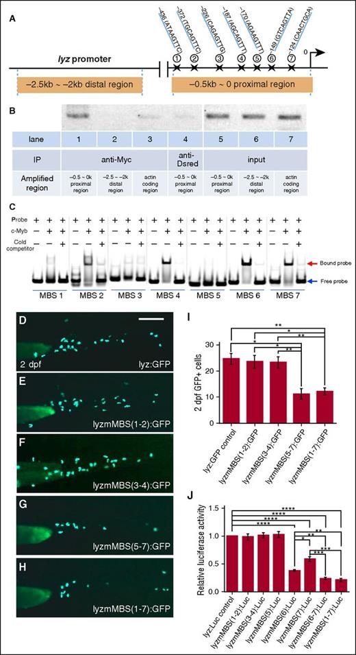 Figure 2. lyz is a direct downstream target of c-Myb. (A) Schematic diagram of the 2.5-kb lyz promoter region. The transcription initiation site is designated as 0. Seven putative c-Myb consensus sites are identified within −0.5∼0 kb proximal region using promo 3.0 online software and their positions (marked by stars) relative to the transcription initiation site are shown. (B) ChIP shows that c-Myb binds to the −0.5-kb proximal promoter region of the lyz promoter. Lysates from the embryos injected with the Myc-tagged c-myb mRNA were precipitated with anti-Myc (lanes 1-3) and anti-Dsred (lane 4, negative control) antibodies. The precipitates were then subjected to semiquantitative PCR analysis of the enrichment of the −0.5∼0-kb proximal region (lanes 1 and 4), the −2.5- ∼ −2-kb distal region (lane 2), and the actin-coding region (lane 3). Lanes 5-7 are input DNA control. (C) Gel shift image shows that 7 FAM-labeled probes containing putative MBSs were incubated with purified His-c-Myb N-terminal (amino acids 33-202) of the zebrafish c-Myb protein, encompassing the highly conserved DNA-binding domain. Excess unlabeled probes compete with the FAM-labeled probes. Equal amounts of proteins were used, specifically bound to the FAM-labeled probes. (D-I) Transient GFP reporter assay. Embryos were injected at the 1-cell stage with pTol-lyzPromoter-GFP reporter constructs driven by an intact 2.4-kb lyz promoter: pTol-lyz:GFP (D) or lyz promoter with subsets of the mutated c-MBSs (mMBS): pTol-lyzmMBS(1-2):GFP (E), pTol-lyzmMBS(3-4):GFP (F), pTol-lyzmMBS(5-7):GFP (G), and pTol-lyzmMBS(1-7):GFP (H). The promoter activity was then measured by calculating the numbers of GFP+ cells at 2 dpf. Representative images (D-H) and GFP+ quantifications (I) of 2-dpf injected embryos (ANOVA, Dunnett T3, n ≥ 50). Scale bars represent 200 μm. (J) Luciferase reporter assay. Bars showed the relative luciferase activity of lyz promoter with different subsets of MBS mutation compared with unmutated control. The statistical significance was calculated using 1-way ANOVA followed by Dunnett T3 correction. An asterisk indicates a statistical difference (*P < .05, **P < .01, ***P < .001, ****P < .0001, triplicated).