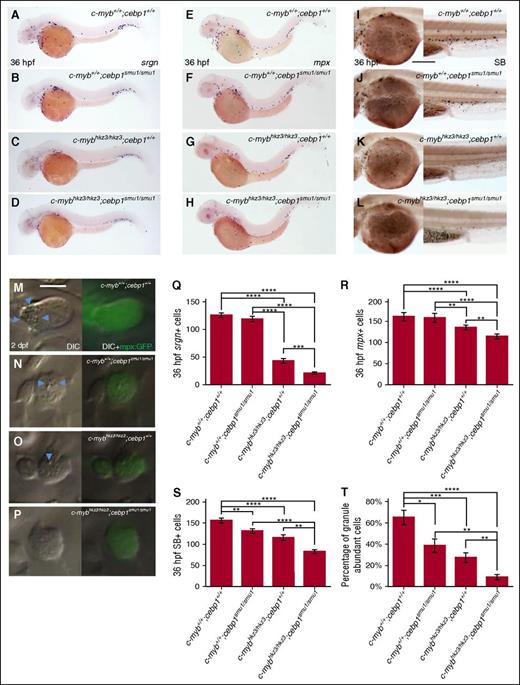 Figure 4. c-myb and cebp1 genetically interact in regulating neutrophil maturation. (A-D) WISH shows further decrease of srgn expression in 36-hpf c-mybhkz3/hkz3;cebp1smu1/smu1 double mutants (D) compared with c-myb+/+;cebp1smu1/smu1 (B) or c-mybhkz3/hkz3;cebp1+/+ (C) single mutants. (E-H) WISH shows further decrease of mpx expression in 36-hpf c-mybhkz3/hkz3;cebp1smu1/smu1 double mutants (H) compared with c-myb+/+;cebp1smu1/smu1 (F) or c-mybhkz3/hkz3;cebp1+/+ (G) single mutants. (I-L) SB staining shows further decrease of SB+ cells in 36 hpf c-mybhkz3/hkz3;cebp1smu1/smu1 double mutants (L) compared with c-myb+/+;cebp1smu1/smu1 (J) or c-mybhkz3/hkz3;cebp1+/+ (K) single mutants. (M-P) In vivo VE DIC microscopy reveals further reduction of granules in neutrophils in 2-dpf Tg(mpx:GFP);c-mybhkz3/hkz3;cebp1smu1/smu1 double mutants (P) compared with Tg(mpx:GFP);c-myb+/+;cebp1smu1/smu1 (N) or Tg(mpx:GFP);c-mybhkz3/hkz3;cebp1+/+ (O) single mutants. Left panels, Bright-field DIC images. Right panels, Overlays of bright-field DIC images with corresponding GFP fluorescent images. Blue arrowheads indicate granules contained by neutrophils. (Q) Quantifications of srgn+ cells in 36 hpf c-mybhkz3/hkz3;cebp1smu1/smu1 double and single mutants. No statistical difference is found between c-myb+/+;cebp1+/+ and c-myb+/+;cebp1smu1/smu1. An asterisk indicates a statistical difference (ANOVA, Dunnett T3, n ≥ 16). (R) Quantifications of mpx+ cells in 36-hpf WT, c-mybhkz3/hkz3;cebp1smu1/smu1double and single mutants. No statistical difference is found between c-myb+/+;cebp1+/+ and c-myb+/+;cebp1smu1/smu1. An asterisk indicates a statistical difference (ANOVA, Dunnett T3, n ≥ 20). (S) Quantifications of SB+ cells in 36-hpf WT, c-mybhkz3/hkz3;cebp1smu1/smu1 double and single mutants. An asterisk indicates a statistical difference (ANOVA, Bonferroni, n ≥ 18). (T) Percentage of neutrophils with abundant granules in 2-dpf WT, c-mybhkz3/hkz3;cebp1smu1/smu1 double and single mutants (ANOVA, Dunnett T3, n ≥ 16). An asterisk indicates a statistical difference (*P < .05, **P < .01, ***P < .001, ****P < .0001). Scale bars, 200 μm (I-L) and 5 μm (M-P).