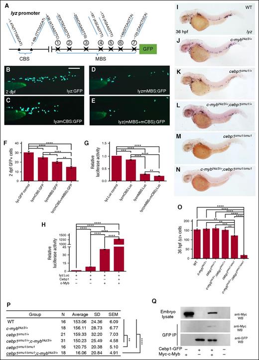 Figure 5. c-Myb and Cebp1 synergistically regulate lyz transcription. (A) Schematic diagram of lyz promoter region. The transcription initiation site is designated as 0. Seven putative c-Myb (marked by star) and 2 Cebp1 (marked by triangle) consensus sites are identified using promo 3.0 online software and their positions relative to the transcription initiation site are shown. (B-E) Transient reporter assay demonstrates that c-Myb and Cebp1 synergistically regulate lyz transcription. Embryos were injected at 1-cell stage with pTol-GFP reporter constructs driven by an intact 2.4-kb lyz promoter (lyz:GFP), c-Myb sites mutated lyz promoter pTol-lyz(mMBS):GFP, Cebp1 sites mutated lyz promoter pTol-lyz(mCBS):GFP or both sites mutated pTol-lyz(mMBS+mCBS):GFP, and lyz promoter activity were measured at 2 dpf by scoring the number of GFP+ cells. Scale bars represent 200 μm. (F) Quantification of GFP+ cells in 2 dpf pTol-lyz:GFP, pTol-lyz(mCBS):GFP, pTol-lyz(mMBS):GFP, and pTol-lyz(mCBS+mMBS):GFP-injected embryos (ANOVA, Dunnett T3, n ≥ 160). (G-H) Luciferase reporter assay. Bars showed the relative luciferase activity of transfection with lyz(mMBS):Luc, lyzCBS(mCBS):Luc or both sites mutated lyz(mMBS+mCBS):Luc compared with unmutated lyz:Luc control (G). Synergistic effect on transactivation of lyz promoter by c-Myb and Cebp1 (H). Bars showed the relative luciferase activity with overexpression of cebp1, c-myb, or both genes compared with control (H). The statistical significance was calculated using 1-way ANOVA followed by Dunnett T3 correction. The asterisk indicates a statistical difference (*P < .05, **P < .01, ***P < .001, ****P < .0001, triplicated). (I-N) WISH shows that lyz expression is further decreased in 36-hpf c-mybhkz3/+;cebp1smu1/smu1 double (cebp1 homozygous and cmyb heterozygous) mutants (N) compared with cebp1smu1/smu1 single mutants (M). (O-P) Quantifications of lyz+ cells in 36-hpf WT (c-myb+/+;cebp1+/+), single-heterozygous (c-mybhkz3/+ and cebp1smu1/+), double-heterozygous (c-mybhkz3/+;cebp1smu1/+) mutant embryos, cebp1smu1/smu1 single mutants and c-mybhkz3/+;cebp1smu1/smu1 double mutants shown in the statistical figure (O) and table (P). The statistical significance was calculated using 1-way ANOVA followed by Bonferroni correction. The asterisk indicates a statistical difference (**P < .01, ***P < .001, ****P < .0001, n ≥ 16). (Q) Coimmunoprecipitation experiment shows a physical interaction between c-Myb and Cebp1. Embryos overexpressed with Myc-tagged c-myb, and GFP-tagged cebp1 by heat-shock induction were immunoprecipitated with anti-GFP antibody. The immunoprecipitates were subjected to western blotting with anti-Myc and anti-GFP antibody.