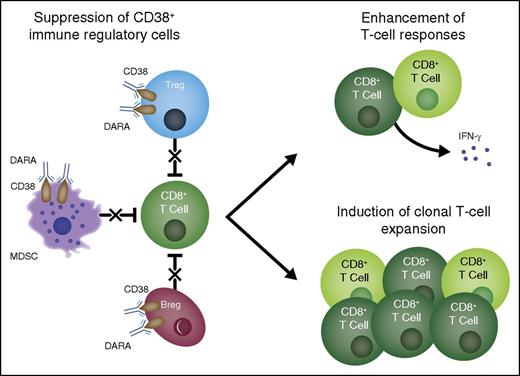 Figure 7. Multifactorial mechanism of action of daratumumab. Daratumumab induces antimyeloma effects via multiple mechanisms of action. Based on the present study, an additional mechanism of action is proposed in which treatment with daratumumab eliminates a population of highly immunosuppressive CD38+ Tregs, T-cell MDSCs, and Bregs and thus stimulates T-cell effector functions. DARA, daratumumab.