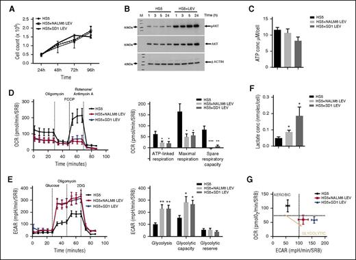 Figure 2. LEV uptake by BMSCs alters cell metabolism. (A) LEV uptake by BMSCs did not affect the survival or proliferation of BMSCs. HS5 cells were plated into 96-well plates at 4 × 104 cells per well. Unselected LEVs were isolated from serum-free cultures of SD1 and NALM6 cells. LEV-containing conditioned media (24 hours) was diluted 1:1 with Dulbecco’s modified Eagle medium (DMEM)/10% fetal bovine serum (FBS) and added to the HS5 cells. A 3-(4,5 dimethylthiazol-2-yl)-5-(3-carboxymethoxyphenyl-2-(4-sulfophenyl)-2H-tetrazolium assay was used to assess proliferation and viability of HS5 cells; HS5 + NALM6 LEVs and HS5 + SD1 LEVs over 96 hours. At least 5 wells were assessed at each time point and the experiment repeated 3 times. No significant differences were apparent. (B) Coincubation of BMSCs with ALL LEVs results in activation of AKT. HS5 cells were seeded into large 10-cm cell culture plates at 1.5 × 105 cells and allowed to adhere. LEVs were isolated from 24-hour serum-free RPMI cultures of SD1 cells. HS5 media were replaced with LEV containing conditioned media diluted 1:1 with DMEM/10% FBS and incubated at 37°C 5% CO2. Cells were washed and lysed on ice at 1, 3, 5, and 24 hours. A 30-µg protein was resolved by gradient sodium dodecyl sulfate-polyacrylamide gel electrophoresis and transferred to polyvinylidene difluoride membrane. Blots were probed for pAKT, and then reprobed for AKT and β-Actin. The figure shows increased pAKT in HS5 + LEV compared with control across all time points and is representative of 3 independent experiments. (C) ATP production by BMSC + LEV is reduced compared with control BMSCs. ATP production was measured using the Cell Titer Glo assay (Promega) in HS5 cells exposed to LEVs from either NALM6 or SD1 cells for 24 hours. Data are mean and standard error of the mean (SEM) of 4 independent experiments. (D) BMSC + LEVs have lower resting energetics and are less able to respond to metabolic challenge. HS5 cells were seeded into Seahorse XFe96 cell plates at 1 × 104 cells per well and allowed to attach. LEV-containing conditioned media were diluted 1:1 with DMEM/10% FBS and added to the HS5 cells for 24 hours. Cells were washed and equilibrated in basal media. An XF cell mitochondrial stress test was performed and OCR monitored following the sequential addition of oligomycin an inhibitor of ATP synthase, FCCP (carbonyl cyanide p-trifluoromethoxyphenylhydrazone), which uncouples electron transport from ATP generation in the mitochondria and rotenone/antimycin A, which in turn disrupts the electron transport chain using the XFe96 extracellular flux analyzer. Individual wells were normalized using sulforhodamine B. LEV uptake resulted in a lower basal respiration rate and diminished ability to respond to energetic crisis in the BMSCs. ATP-linked respiration, maximal respiration and spare respiratory capacity (difference in the basal respiratory rate and the maximal respiration) were all significantly diminished in LEV-exposed BMSCs, indicating oxidative stress. Figures are representative of 3 independent experiments with 6 replicates per plate; error bars represent SEM of a representative experiment. ATP-linked respiration: basal respiration minus proton leak reveals ATP production. Maximal respiration occurs when the uncoupler FCCP stimulates the respiratory chain to operate at its maximum speed and mimics a physiological “energetic crisis” and is measured after oligomycin through to before rotenone and antimycin A injection. Spare respiratory capacity refers to the difference between the maximal FCCP-stimulated rate of respiration minus basal respiration and reflects the cells ability to deal with an energetic crisis. (E) BMSC + LEVs use glucose more readily and have a greater glycolytic capacity. HS5 cells, HS5 + NALM6 LEVs, and HS5 + SD1 LEVs were washed and equilibrated in assay media before basal readings. Glycolysis stress test was performed and the ECAR was monitored following the sequential addition of glucose, oligomycin, and 2-deoxy-d-glucose (2DG, a competitive inhibitor of glycolysis using an XFe96 extracellular flux analyzer). Individual wells were normalized using sulforhodamine B. Glycolysis and glycolytic capacity were significantly increased in the LEV-exposed HS5 cells, whereas the glycolytic reserve was comparable to control cells. Figures are representative of 3 independent experiments with 6 replicates per plate; error bars represent SEM of a representative experiment. Glycolysis as indicated by the first measurement of ECAR (attributed to the breakdown of glucose to pyruvate) taken after glucose addition minus the ECAR before glucose addition. Glycolytic capacity refers to increased rate of glycolysis to meet the metabolic demands of the cell following the addition of oligomycin, which blocks mitochondrial ATP synthase minus ECAR before glucose addition. Glycolytic reserve indicates the increase in glycolysis needed to meet cellular energetic requirements without mitochondrial ATP production as calculated by the glycolytic capacity minus glycolysis measurements. (F) BMSC + LEVs produce more lactate compared with control. HS5 cells were seeded as described and the media harvested after 24 hours. The media from BMSC ± LEV from either SD1 cells or NALM6 cells were screened for lactate 24 hours later and compared with control. An increase in lactate was evident from BMSCs + LEVs from either leukemic cell line. Data are expressed as concentration (nmole/cell) as determined from a standard curve and normalized to individual cell counts. Figures are representative of 3 independent experiments with multiple replicates per plate; error bars represent SEM of a representative experiment. (G) LEV-exposed BMSCs switch to a glycolytic phenotype. HS5 cells were exposed to LEVs from either NALM6 or SD1 cells for 24 hours, then washed and equilibrated in mitochondrial stress test media. Extracellular acidification and oxygen consumption were measured in the same well. Although control HS5 cells maintain aerobic respiration, following exposure to LEVs for 24 hours, they switch to a more glycolytic phenotype and become less dependent on mitochondrial respiration. The figure is representative of 3 independent experiments with 6 replicates per plate; error bars represent SEM of a representative experiment. *P < .05; **P < .01; ***P < .005.