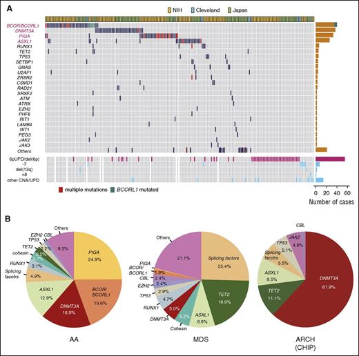Figure 3. Genetic alterations in AA. (A) Somatic mutations and other genetic lesions in AA. Mutations and CNAs indicated on the left are shown for individual patients (shown horizontally). Frequency of each genetic lesion is presented on the right. (B) Frequency of mutations in AA, MDS, and ARCH, according to the reports from Yoshizato et al,18 Haferlach et al,66 and Jaiswal et al,20 respectively, for which the denominators are the total numbers of mutations in each report. ARCH, age-related CH; CHIP, CH with indeterminate potential; NIH, National Institutes of Health.