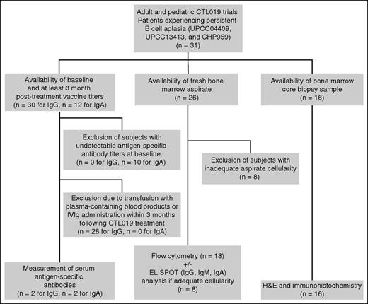 Figure 1. Scheme of subject selection and testing. Samples from patients enrolled in CTL019 clinical trials UPCC04409, UPCC13413, and CHP959 were tested for the presence of B cells, PCs, and serum antibodies to evaluate the state of humoral immunity posttreatment. H&E, hematoxylin and eosin.