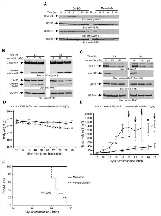 Figure 2. Antileukemic properties of merestinib in vitro and in vivo. (A) Expression of cell cycle markers in merestinib-treated MV4-11 cells. Cells were treated with or without merestinib (10 nM) for the indicated times. Whole cell lysates were evaluated by western blot analysis with the indicated antibodies. (B-C) MV4-11 cells were incubated for 24 and 48 hours in the presence or absence of merestinib (LY2801653) at the indicated doses. Whole cell lysates were analyzed by western blot with the indicated antibodies. (D-F) MM6 cells were injected subcutaneously into the left flank of nu/nu mice (n = 10). Once tumors reached a measurable size, mice were divided into control (vehicle-Captisol) and merestinib (LY2801653) (12 mg/kg)-treated groups. (D) Mice body weight was recorded throughout the study. (E) Average of tumor volumes treated with vehicle or merestinib. Data are means ± SE of tumor volumes. Mann-Whitney test was used to assess statistically significant differences between the 2 treatment groups (*P < .05, **P < .01, ***P < .001). The arrow symbols indicate that mice were killed when significant morbidity was observed as described in the Study design. (E) Kaplan-Meier survival analysis of control and merestinib-treated mice, P = .0006, using a log-rank (Mantel-Cox) test.