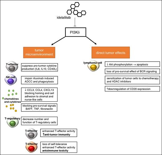 Figure 1. Potential effects of idelalisib. Selective inhibition of PI3Kδ does appear to act directly on lymphoma cells, reducing Akt phosphorylation limitation activation of the mTOR/Akt and NF-κN pathways. This leads to apoptosis through a caspase-dependent mechanism. Prosurvival signals from the B-cell receptor via PI3K are abrogated by idelalisib. In addition, it appears that idelalisib sensitizes malignant B cells to both chemotherapy and histone deacetylase inhibitors. Idelalisib also exerts pleiotropic effects on the tumor microenvironment. T-cell cytokine production and release are governed in part by PI3K, and idelalisib appears to reduce pro-inflammatory cytokines such as IL-6, IL-10, and CD40L. Similar to ibrutinib, idelalisib alters chemokines and blocks adhesion of tumor cells to supporting stromal cells. To a lesser extent than ibrutinib, idelalisib has been shown to partially abrogate antibody-mediated cell mediate cytotoxicity induced by anti-CD20 monoclonal antibodies such as rituximab. Finally, recent data indicate idelalisib-treated patients who experience severe immune toxicity have decreased number and function T-regulatory cells in the peripheral blood. T-regulatory cells play a critical role in regulating the activity of T-effector cells; in the absence of function, deregulated T-effector cell activity can cause both increased antitumor immunity and loss of self-tolerance with unwanted autoimmune toxicity. ADCC, antibody-mediated cell mediate cytotoxicity; BAFF, B-cell activating factor; BCR, B-cell receptor; CCL3/4, chemokine ligand 3/4; CXCL13, chemokine ligand 13; HDAC, histone deacetylase; TNF, tumor necrosis factor.