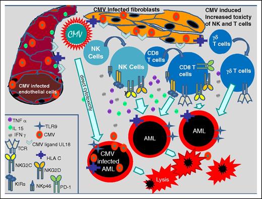 Figure 1. CMV-induced immune modulating effects. CMV-infected fibroblasts and endothelial cells inducing the expression of TCR, TLR9, CMV ligand U18, HLA-C, NKG2C, NKG2D, KIRs, NKp46, and PD-1 on NK cells and CD8 T cells, and proliferation of γδ+ T cells which increase their toxic effects on AML blasts. Further CMV mediates direct cytotoxicity on AML blasts. IFN, interferon; IL, interleukin; PD-1, programmed death 1; TCR, T-cell receptor; TLR, Toll-like receptor; TNF, tumor necrosis factor.