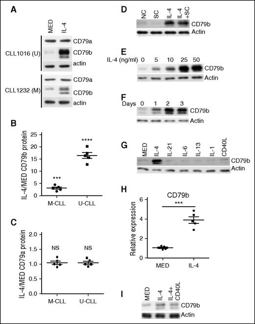 Figure 3. IL-4 rescues total CD79b protein expression in CLL cells. (A) U-CLL cells (top) and M-CLL cells (bottom) were cocultured in the presence of IL-4 or the absence (MED) of IL-4 (25 ng/mL) for 48 hours. CD79a and CD79b protein in viable CLL cells was examined by immunoblot. (B-C) Summary of results representing fold change in CD79a and CD79b protein expression, respectively. Lines represent mean ± SEM of 5 samples. Each spot represents an individual sample. (D) CLL samples were NC, or cocultured in the absence (SC) or presence with IL-4 (25 ng/mL) (IL-4 + SC), or cultured with IL-4 (25 ng/mL) (IL-4) alone for 48 hours. CD79b protein in viable CLL cells was examined by immunoblot. (E) CLL samples were cocultured with IL-4 at 0, 5, 10, 25, or 50 ng/mL for 48 hours. CD79b protein in viable CLL cells was examined by immunoblot. (F) CLL samples were cocultured with IL-4 (25 ng/mL) for 0, 24, 48, or 72 hours. CD79b protein in viable CLL cells was examined by immunoblot. (G) CLL samples were cocultured in the absence (MED) or presence of IL-4 (25 ng/mL), IL-21 (25 ng/mL), IL-6 (25 ng/mL), IL-13 (25 ng/mL), IL-1 (25 ng/mL), and CD40L (25 ng/mL) for 48 hours. CD79b protein in viable CLL cells was examined by immunoblot. (H) CLL samples were cocultured in the absence (MED) or presence of IL-4 for 48 hours. CD79b mRNA expression was examined by quantitative PCR. Lines represent mean ± SEM of 5 samples. Each spot represents an individual sample. (I) M-CLL samples were cocultured in the absence (MED) or presence of IL-4 (25 ng/mL), or a combination of IL-4 (25 ng/mL) and CD40L (25 ng/mL) for 48 hours. Results in (A,D-G,I), represent 1 of 5 independent experiments. Membranes were stripped and reprobed with anti-actin antibody as a loading control. ***P < .005; ****P < .001. NC, noncultured; NS, not significant.