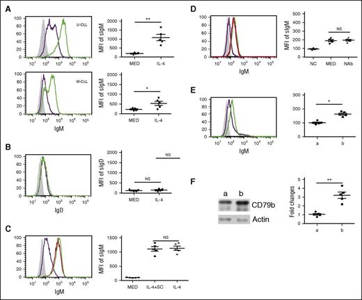 Figure 4. IL-4 rescues sIgM on CLL cells. (A) IL-4 significantly rescues sIgM expression in CLL cells. U-CLL cells (n = 5; top) and M-CLL cells (n = 5; bottom) were cocultured in the presence (green line) or absence (purple line) of IL-4 (25 ng/mL) for 48 hours. The cocultured CLL cells were stained with mouse anti-human IgM antibody or isotype control mouse antibody (shaded area) and analyzed by flow cytometric assay. (B) IL-4 does not significantly change sIgD expression. CLL cells (n = 5) were cocultured in the presence (green line) or absence (purple line) of IL-4 (25 ng/mL) for 48 hours. The cocultured CLL cells were stained with mouse anti-human IgD antibody or isotype control mouse antibody (shaded area) and analyzed by flow cytometric assay. (C) Stromal cells do not affect IL-4–restored sIgM protein expression. CLL cells (n = 5) were cocultured in the presence (green line) or absence (purple line) of IL-4 (25 ng/mL), or cultured with IL-4 (25 ng/mL) alone (red line) for 48 hours. Viable CLL cells were stained with mouse anti-human IgM antibody or isotype control mouse antibody (shaded area) and analyzed by flow cytometric analysis. (D) Coculture-induced sIgM is IL-4 independent. CLL samples were noncultured (purple line), or cocultured in the absence (MED; green line) or presence of neutralizing anti-human IL-4 antibody (10 μg/mL) (NAb; red line). Viable CLL cells were stained with mouse anti-human IgM antibody or isotype control mouse antibody (shaded area) and analyzed by flow cytometric assay. (E) CLL samples were stained with mouse anti-human CD19 antibody, CXCR4 antibody, CD5 antibody, or isotype control mouse antibody (shaded area). sIgM expression in CXCR4dimCD5hi subpopulation (green line; “b” in the right panel) and CXCR4dhiCD5dim subpopulation (purple line, “a” in the left panel) was examined by flow cytometric analysis. (F) CLL samples were stained with mouse anti-human CD19 antibody, CXCR4 antibody, and CD5 antibody. CXCR4dimCD5hi subpopulation (“b”) and CXCR4dhiCD5dim subpopulation (“a”) were sorted, and CD79b protein was examined by immunoblot. Membranes were stripped and reprobed with anti-actin antibody as a loading control. In (A-F), the left panels represent 1 of 5 independent experiments and the right panels are the summarized results. Lines represent mean ± SEM of 5 samples. Each spot represents 1 sample. **P < .01; *P < .05. MFI, mean fluorescence intensity; NAb, neutralizing antibody; NC, noncultured; NS, not significant; SC, stromal cells.