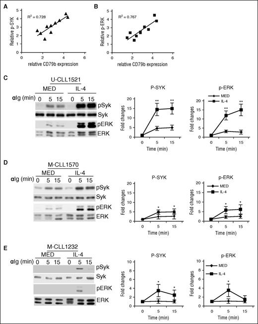 Figure 7. IL-4 enhances CLL cell activation in response to BCR crosslinking. (A-B) Responsiveness of CLL samples to BCR crosslinking is correlated with pCD79 protein levels. CLL samples were stimulated with anti-IgM antibody (αIg; 10 μg/mL) for 0 and 5 minutes. The correlation of pSYK (A) and pERK (B) to CD79b protein expression is analyzed. (C-D) IL-4 enhances pSYK and pERK in CLL samples stimulated by BCR crosslinking. U-CLL samples (C) and M-CLL samples (D) were cocultured in the presence (IL-4) or absence (MED) of IL-4 (25 ng/mL) for 48 hours. Viable CLL cells were stimulated with anti-IgM antibody (αIg; 10 μg/mL) for 0, 5, and 15 minutes. Phosphorylation of SYK and ERK was examined by immunoblot. Membranes were stripped and reprobed with SYK- and ERK-specific antibodies as loading controls. (E) IL-4 breaks down CLL cell anergy. Anergic CLL samples were cocultured in the presence (IL-4) or absence (MED) of IL-4 (25 ng/mL) for 48 hours. Viable CLL cells were stimulated with anti-IgM antibody (αIg; 10 μg/mL) for 0, 5, and 15 minutes. Phosphorylation of SYK and ERK was examined by immunoblot. Membranes were stripped and reprobed with SYK- and ERK-specific antibodies as loading controls. Left panels in (C-E) show 1 representative experiment; right panels represent the summarized results. Lines represent mean ± SEM of 6 samples. *P < .05; **P < .01.