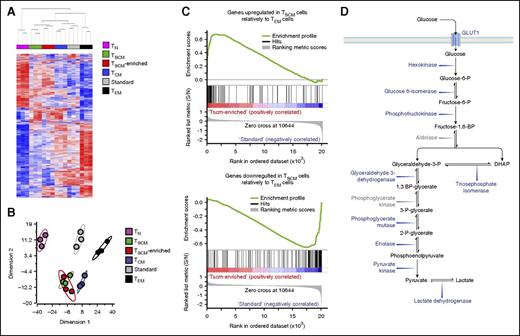 Figure 4. CD19-CAR–modified TSCM have a transcriptome profile similar to their naturally occurring counterpart. (A) Hierarchical clustering of CD19-CAR–modified standard and TSCM-enriched products and naturally occurring CD8+ T-cell subsets from GSE23321 performed using a 900 gene list from Gattinoni et al.9 Red and blue colors indicate increased and decreased expression of 900 differentially regulated genes described by Gattinoni et al.9 Each column represents a sample and each row, a gene. (B) Principal component analysis (PCA) of the 900 differentially expressed genes described by Gattinoni et al9 in CD19-CAR–modified standard and TSCM-enriched products and naturally occurring CD8+ T-cell subsets from Gattinoni et al.9 (C). Gene set enrichment analysis (GSEA) on transcriptomes of CD19-CAR–modified standard and TSCM-enriched products using genes upregulated or downregulated in TSCM relative to TEM retrieved from Gattinoni et al9 as gene sets. (D) Schematic representation of the glycolytic pathway. In blue font, glycolytic enzymes and molecules whose genes were downregulated in CD19-CAR–modified TSCM-enriched cells compared with standard products (P < .05). In gray font, glycolytic enzymes not differentially expressed. DHAP, dihydroxyacetone phosphate; S/N, signal/noise.