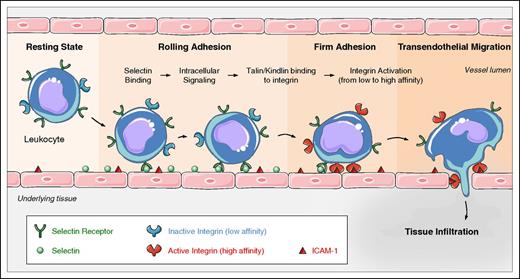 Figure 1. Leukocyte trafficking depends on integrin activation. Leukocytes in flowing blood are captured by and roll via selectin ligand interactions. Selectin engagement signals talin-mediated integrin activation that leads to integrin extension and slowed rolling. Activation of the leukocytes, usually through G-protein–coupled receptors culminates in kindlin and talin-mediated arrest and subsequent leukocyte transmigration. Graphical art has been adapted from Les Laboratoires Servier © 2016.